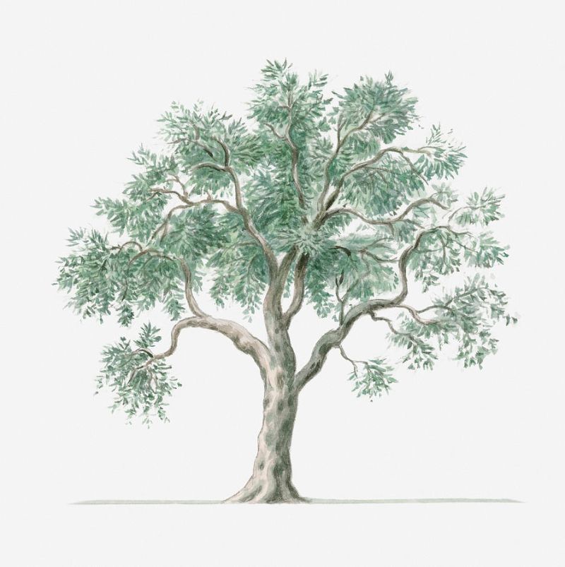 Zeytin Tüm Ağaçların İlkidir